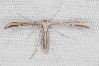 Emmelina monodactyla
