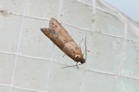Tortricodes alternella