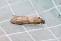 Tortricodes alternella