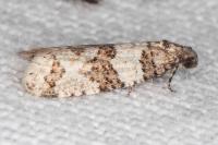 Isotrias stramentana