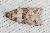 Isotrias stramentana