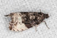 Hedya pruniana
