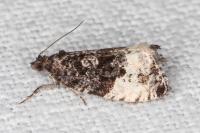 Hedya pruniana