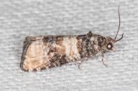 Piniphila bifasciana