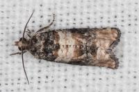 Piniphila bifasciana