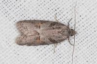Eana clercana