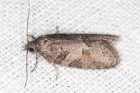Eana clercana