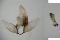 Amphisbatis incongruella