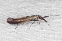 Coleophora aleramica