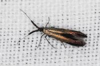 Coleophora aleramica