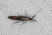 Coleophora aleramica