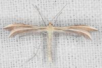 Merrifieldia garrigae