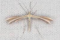Merrifieldia garrigae