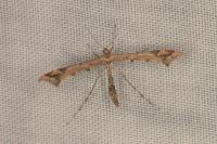 Amblyptilia acanthadactyla