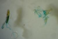 Alucita cancellata