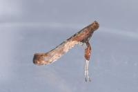 Caloptilia falconipennella