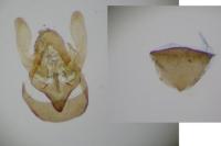 Bankesia conspurcatella