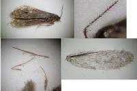 Bankesia conspurcatella
