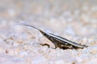 Coleophora unipunctella