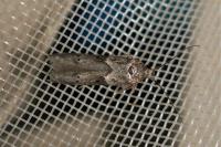 Blastobasis glandulella