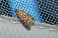 Isotrias stramentana