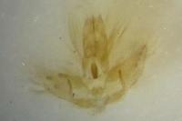 Agonopterix atomella