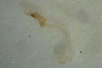 Agonopterix atomella