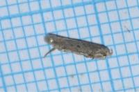 Scrobipalpa obsoletella
