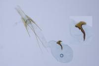 Scrobipalpa obsoletella