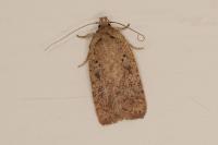 Agonopterix