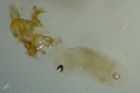 Depressaria
