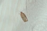 Agonopterix scopariella
