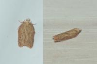 Acleris hastiana