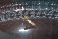 Caloptilia alchimiella/robustella