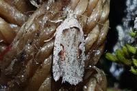Agonopterix ocellana