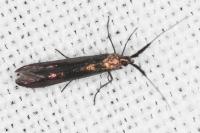 Coleophora mayrella