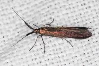 Coleophora mayrella