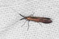 Coleophora mayrella