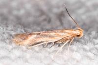 Metzneria aprilella