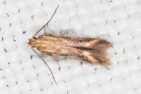 Metzneria aprilella