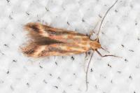 Metzneria aprilella