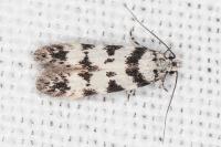 Pseudotelphusa scalella