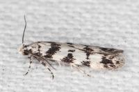 Pseudotelphusa scalella