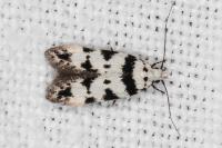 Pseudotelphusa scalella