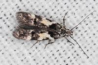 Teleiodes luculella