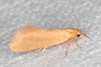 Crassa tinctella