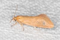 Crassa tinctella