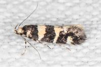 Denisia augustella