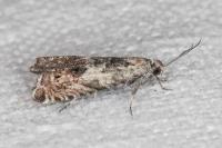 Cydia gr. succedana