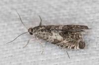 Cydia gr. succedana